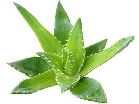 A Gelarex aloe kivonatot tartalmaz